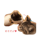 三浦の猫スタンプ（個別スタンプ：6）