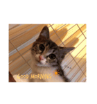 三浦の猫スタンプ（個別スタンプ：7）