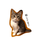 三浦の猫スタンプ（個別スタンプ：8）