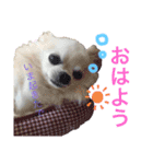 チワ助スタンプ  1（個別スタンプ：5）