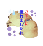 チワ助スタンプ  1（個別スタンプ：6）