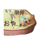 チワ助スタンプ  1（個別スタンプ：7）