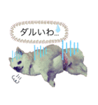 チワ助スタンプ  1（個別スタンプ：24）
