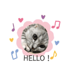 猫のテテくん（個別スタンプ：1）