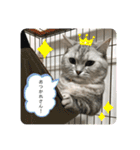 猫のテテくん（個別スタンプ：2）