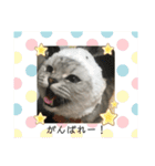 猫のテテくん（個別スタンプ：4）
