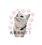 猫のテテくん（個別スタンプ：6）