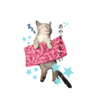 猫のテテくん（個別スタンプ：7）