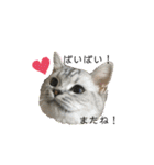 猫のテテくん（個別スタンプ：8）