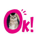 猫のテテくん（個別スタンプ：9）