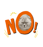 猫のテテくん（個別スタンプ：10）