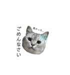 猫のテテくん（個別スタンプ：11）