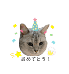 猫のテテくん（個別スタンプ：12）