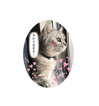 猫のテテくん（個別スタンプ：14）