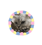 猫のテテくん（個別スタンプ：16）
