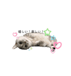 猫のテテくん（個別スタンプ：18）