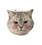 猫のテテくん（個別スタンプ：19）