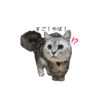 猫のテテくん（個別スタンプ：20）