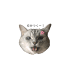 猫のテテくん（個別スタンプ：21）