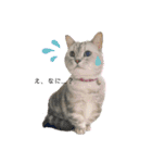 猫のテテくん（個別スタンプ：22）