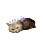 猫のテテくん（個別スタンプ：25）