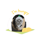 猫のテテくん（個別スタンプ：27）