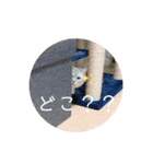 猫のテテくん（個別スタンプ：30）