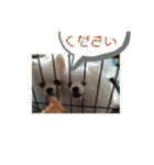 めろん＆にこる（個別スタンプ：1）