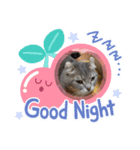 浦上家の愛しい猫達（個別スタンプ：2）