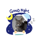 浦上家の愛しい猫達（個別スタンプ：3）