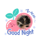 浦上家の愛しい猫達（個別スタンプ：6）