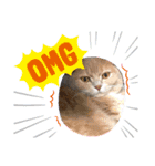 浦上家の愛しい猫達（個別スタンプ：10）