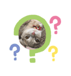 浦上家の愛しい猫達（個別スタンプ：14）