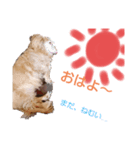 サニーおばあちゃん（個別スタンプ：1）