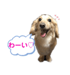 ミニチュアダックスの日常2（個別スタンプ：3）