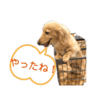 ミニチュアダックスの日常2（個別スタンプ：4）