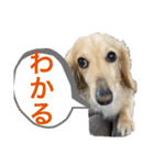 ミニチュアダックスの日常2（個別スタンプ：5）