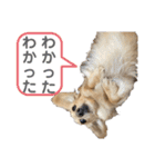 ミニチュアダックスの日常2（個別スタンプ：6）