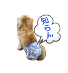 ミニチュアダックスの日常2（個別スタンプ：7）