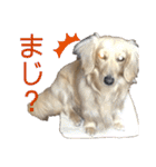 ミニチュアダックスの日常2（個別スタンプ：8）