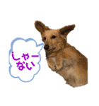 ミニチュアダックスの日常2（個別スタンプ：16）