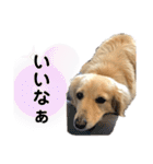 ミニチュアダックスの日常2（個別スタンプ：18）