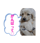 ミニチュアダックスの日常2（個別スタンプ：20）
