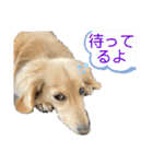 ミニチュアダックスの日常2（個別スタンプ：24）