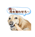 ミニチュアダックスの日常2（個別スタンプ：33）