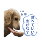 ミニチュアダックスの日常2（個別スタンプ：34）