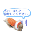 ミニチュアダックスの日常2（個別スタンプ：38）