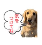 ミニチュアダックスの日常2（個別スタンプ：40）