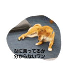 狐顔のうたくん（個別スタンプ：10）
