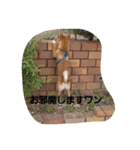 狐顔のうたくん（個別スタンプ：11）